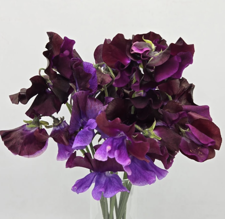Sweet Pea - Viola